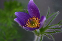 Pulsatilla vulgaris / Kuhschelle in blau/lila by Simone Marsig