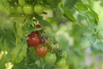 Tomaten von Heidi Bollich