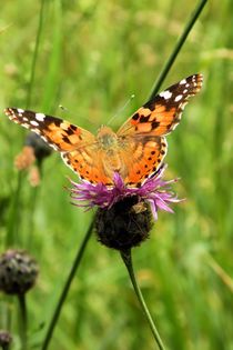 Distelfalter auf Distel von Ioana Hraball