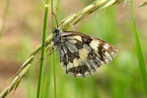 Schachbrettfalter auf Gras von Ioana Hraball