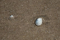 Muscheln am Strand by Ralf Ramm - RRFotografie