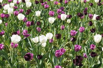 Tulpenfeld in lila und weiß by kattobello