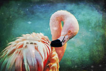 Flamingo Portrait von AD DESIGN Photo + PhotoArt