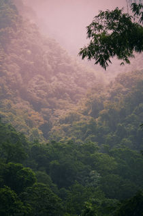 Tropical Forest von cinema4design