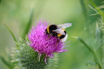 Hummel von Jürgen Döring