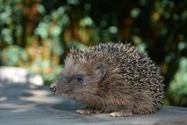    Igel   -  Hedgehog von Claudia Evans