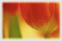 Tulpe von other-view