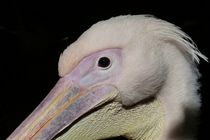 Pelikan von maja-310