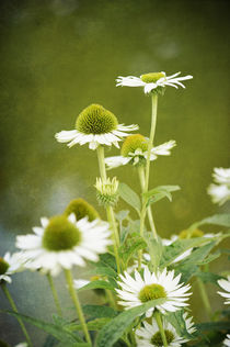 Blühende weisse Echinacea by Heidi Bollich