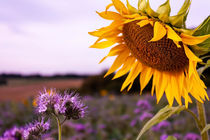 Sonnenblume an einem Herbstmorgen. von Caius-Daniel Gheorghe