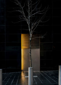 A Tree Grows in the City by James Aiken