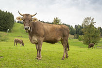 Braunvieh auf der Weide im Allgäu by Thomas Keller