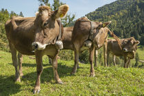 Braunvieh auf der Weide im Allgäu by Thomas Keller