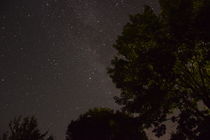 Baum in der Milchstraße by Mathis Willen