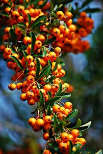 Herbstbeeren... 1 von loewenherz-artwork