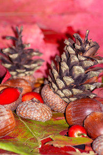 Hazelnuts in arbores autumnales by Michael Naegele