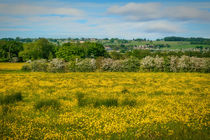 June Meadow von Colin Metcalf