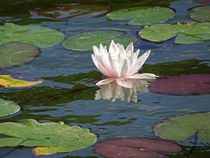 Seerosenteich, Makrofotografie, close up, water-lily pond von Dagmar Laimgruber