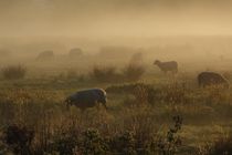 Schafe im Nebel by Frank  Kimpfel