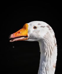 Gans mit Tropfen  von haike-hikes