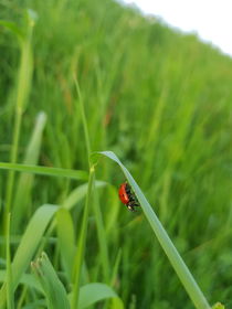 Marienkäfer im Gras  von farbfotografie
