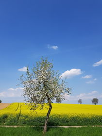 Blühender Baum vor Rapsfeld  von farbfotografie