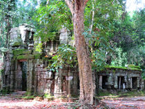 Königreich Kambodscha und Angkor Wat - Ta Prohm by Mellieha Zacharias