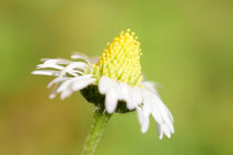 Strahlendes Gänseblümchen von Marlise Gaudig