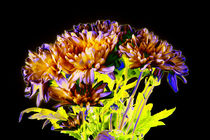 Abstract Flowers von David Toase