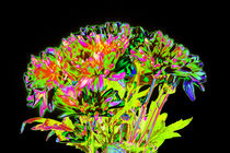 Abstract Flowers von David Toase