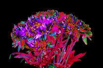 Abstract Flowers von David Toase