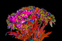 Abstract Flowers by David Toase