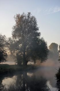 Baum am Niersufer im Morgennebel by Frank  Kimpfel