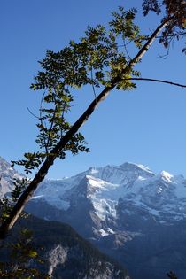 Jungfrau in der Herbstsonne by Bettina Schnittert