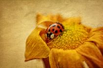 Ladybug on yellow flower by Claudia Evans