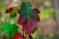 Bunter Herbst von Erika Wagner