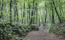 Summer at La Fageda d’en Jordà von Marc Garrido Clotet