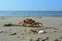Crab on the beach von Claudia Evans