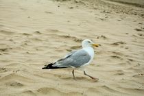 SEAGULL von Claudia Evans