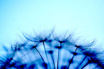 Pusteblume in Blau by Marlise Gaudig