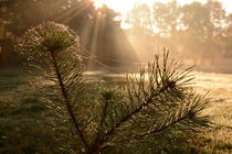 Herbstlicht II by Eike Holtzhauer