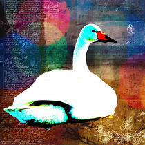 Swan. by kristinn-orn