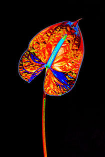 Abstract Anthurium-01 von David Toase