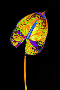 Abstract Anthurium-02 von David Toase