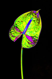 Abstract Anthurium-03 von David Toase