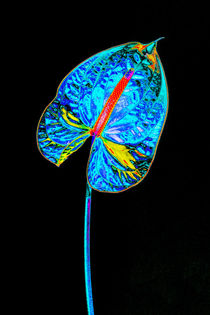 Abstract Anthurium-07 by David Toase