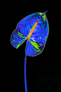 Abstract Anthurium-08 von David Toase