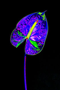 Abstract Anthurium-09 von David Toase