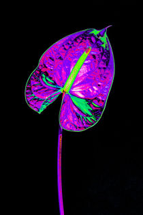 Abstract Anthurium-10 von David Toase