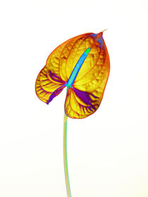 Abstract Anthurium-14 von David Toase